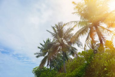 Yeşil palms resort adlı