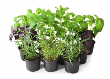 Biberiye ve nane ile tencere 