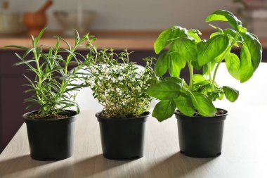 Tencere fesleğen ve biberiye ile