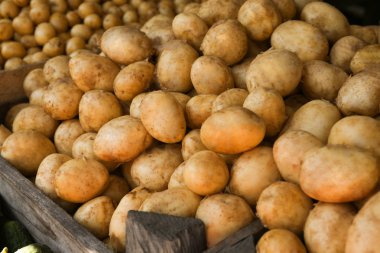Bakkal yeni patates yığını
