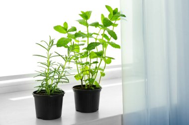 Tencere taze nane ile 