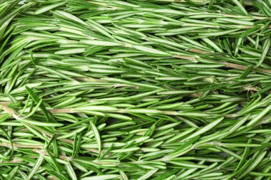 Taze aromatik biberiye