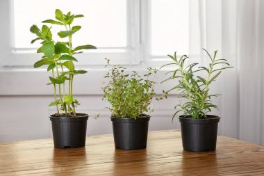 Nane ve biberiye ile tencere 