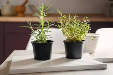 Yeşil biberiye ve kekik tencere 