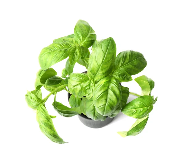 Green basil in pot — Stock Photo, Image