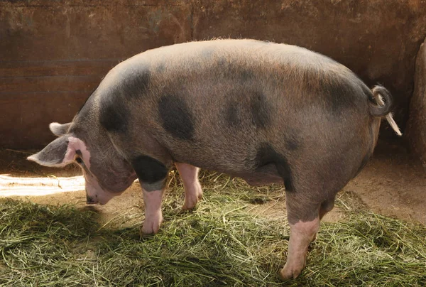 Милая домашняя свинья на ферме — стоковое фото