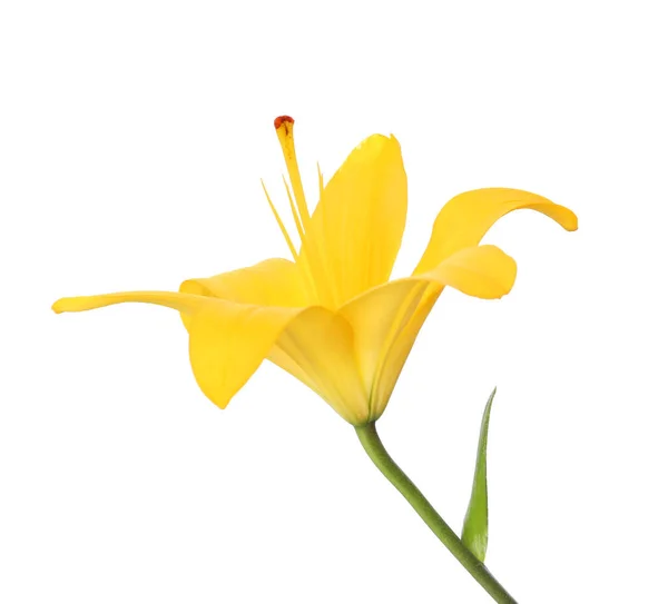 Krásná lily květina — Stock fotografie