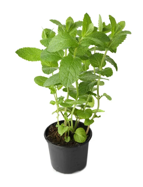 Pot with fresh mint — Stock Photo, Image