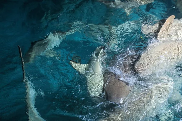 Deniz tatil egzotik köpekbalıkları — Stok fotoğraf