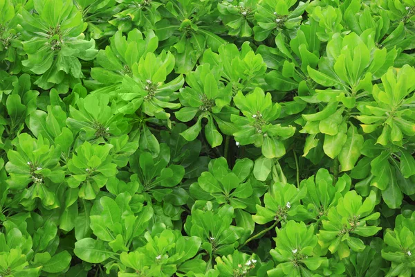Красива зелена рослина на відкритому повітрі — стокове фото