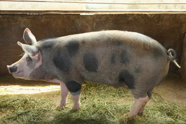 Милая домашняя свинья на ферме — стоковое фото