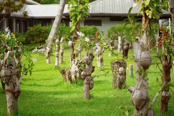 Jardín con plantas tropicales — Foto de Stock
