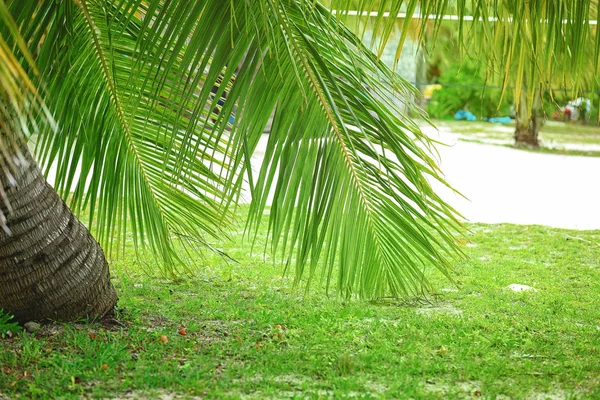 Grüne Palme im tropischen Resort — Stockfoto