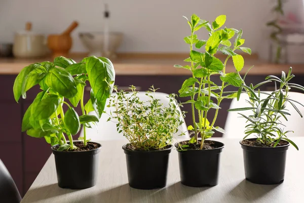 Tencere fesleğen ve biberiye ile