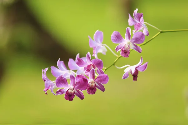 Beautiful tropical flowers — Stock Photo, Image