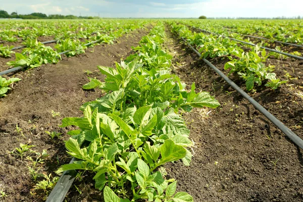 Beds of potato bushes on plantation — Stock Photo, Image