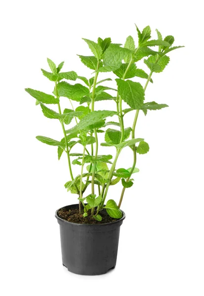 Pot with fresh mint — Stock Photo, Image