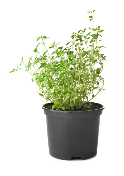 Green thyme in pot on white background — Stock Photo, Image
