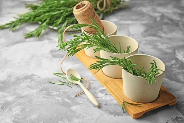 Pots with homegrown rosemary — Stock Photo, Image