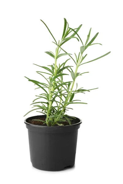 Planta de romero verde en maceta —  Fotos de Stock
