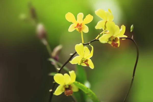 Vackra tropiska blommor — Stockfoto