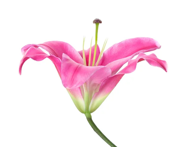Vacker Lilja Blomma Vit Bakgrund — Stockfoto