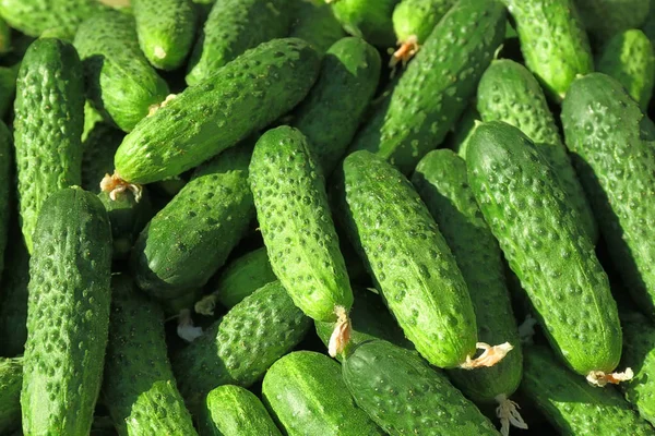 Birçok yeşil salatalık — Stok fotoğraf