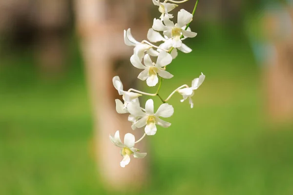 Beautiful tropical flowers — Stock Photo, Image