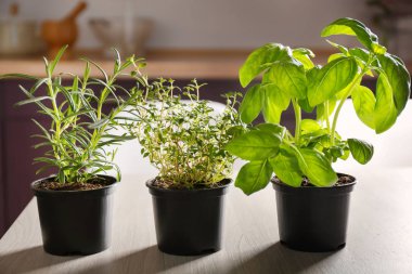 Tencere fesleğen ve biberiye ile