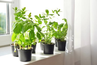 Tencere fesleğen ve biberiye ile 