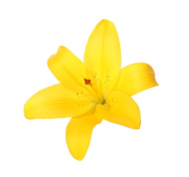 Beyaz arka planda güzel zambak çiçeği