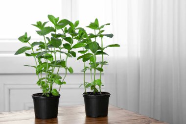 Tencere taze nane ile 