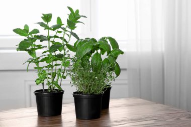 Tencere taze nane ile 