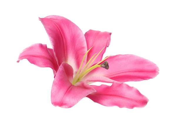 Красива Квітка Лілії Білому Тлі — стокове фото