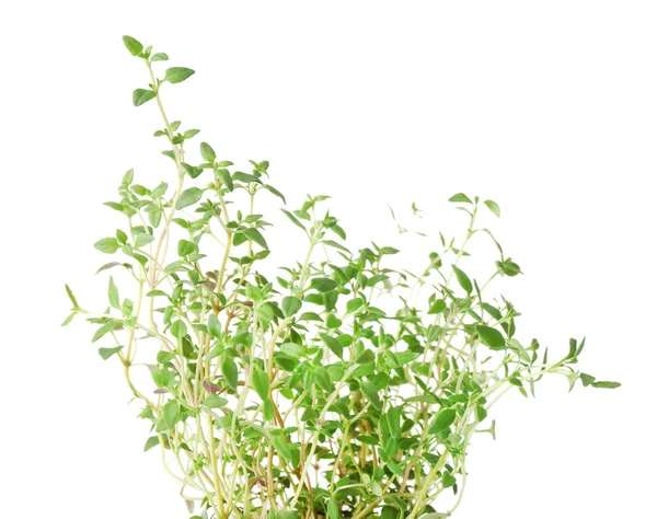 Tomillo verde fresco — Foto de Stock