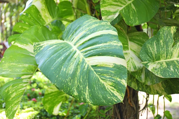Pianta tropicale verde — Foto Stock