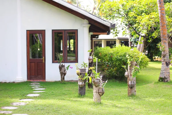 Jardín con plantas tropicales — Foto de Stock