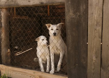 Beyaz evsiz köpek hayvan barınağı