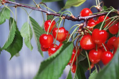 Tatlı kiraz ile şube 