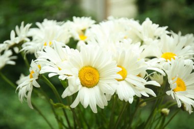 güzel chamomiles buket 