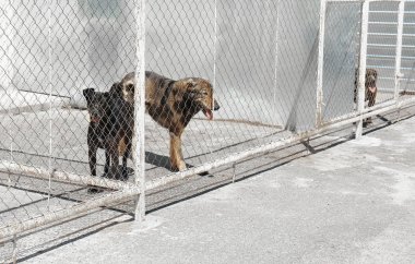 Barınak kafeslerde evsiz köpekleri ile