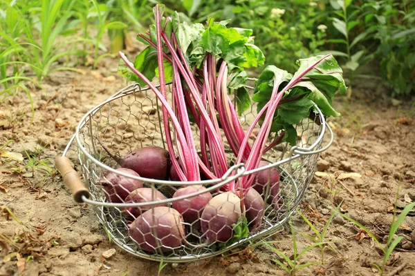 Metal basket with young beets — Stock Photo, Image