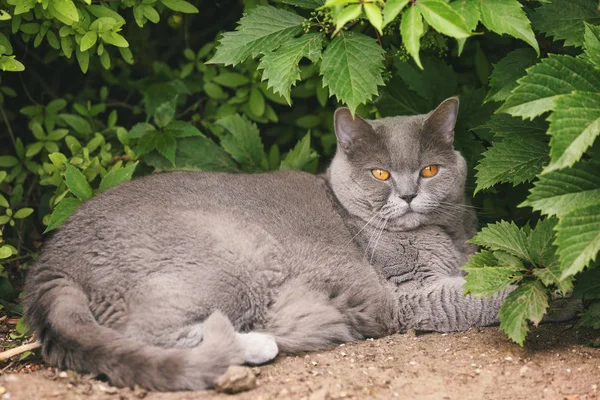 英国短毛猫躺在地上户外 — 图库照片