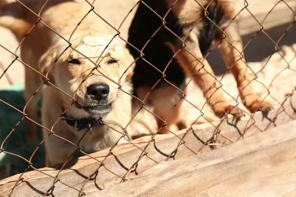 Evsiz köpekleri barınak kafeste — Stok fotoğraf