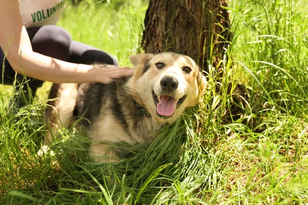 Chien sans abri couché sur l'herbe près d'un arbre — Photo