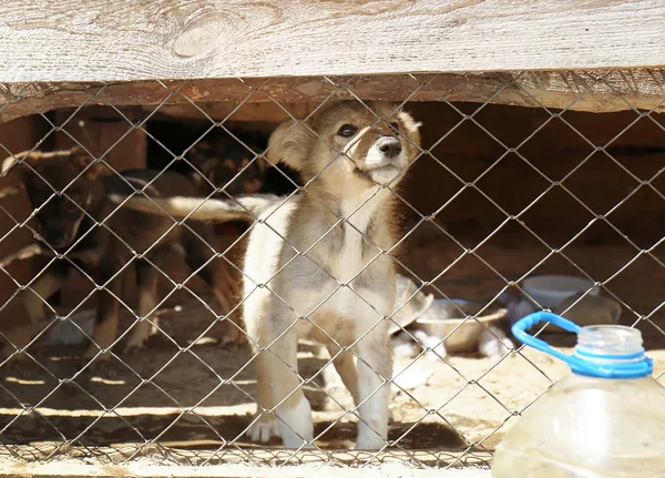 Sevimli köpek barınağı kafeste — Stok fotoğraf