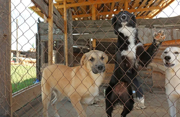 Obdachlose Hunde im Tierheim-Käfig — Stockfoto