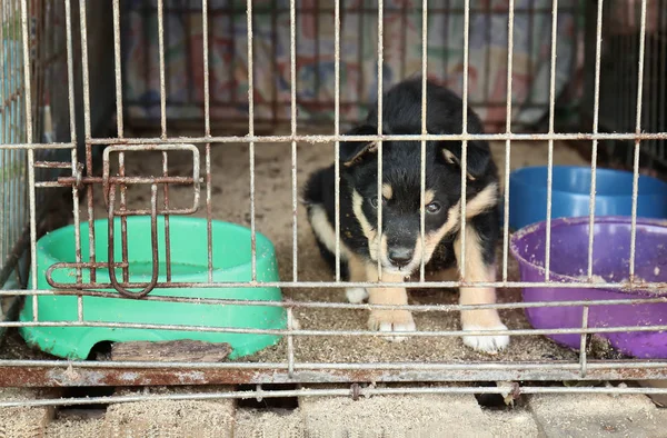 Lindo cachorro en refugio jaula — Foto de Stock
