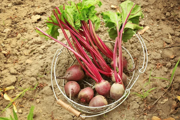 Metal basket with young beets — Stock Photo, Image