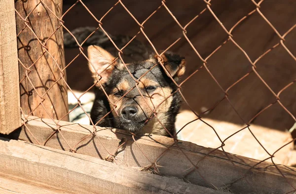 Chien sans abri dans un refuge pour animaux — Photo